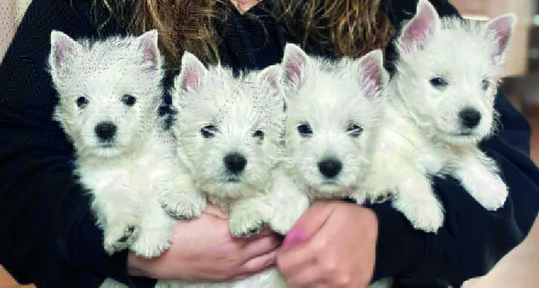 1PoshValUppfödareBild