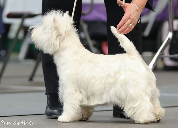 BIR junior Sodertalje