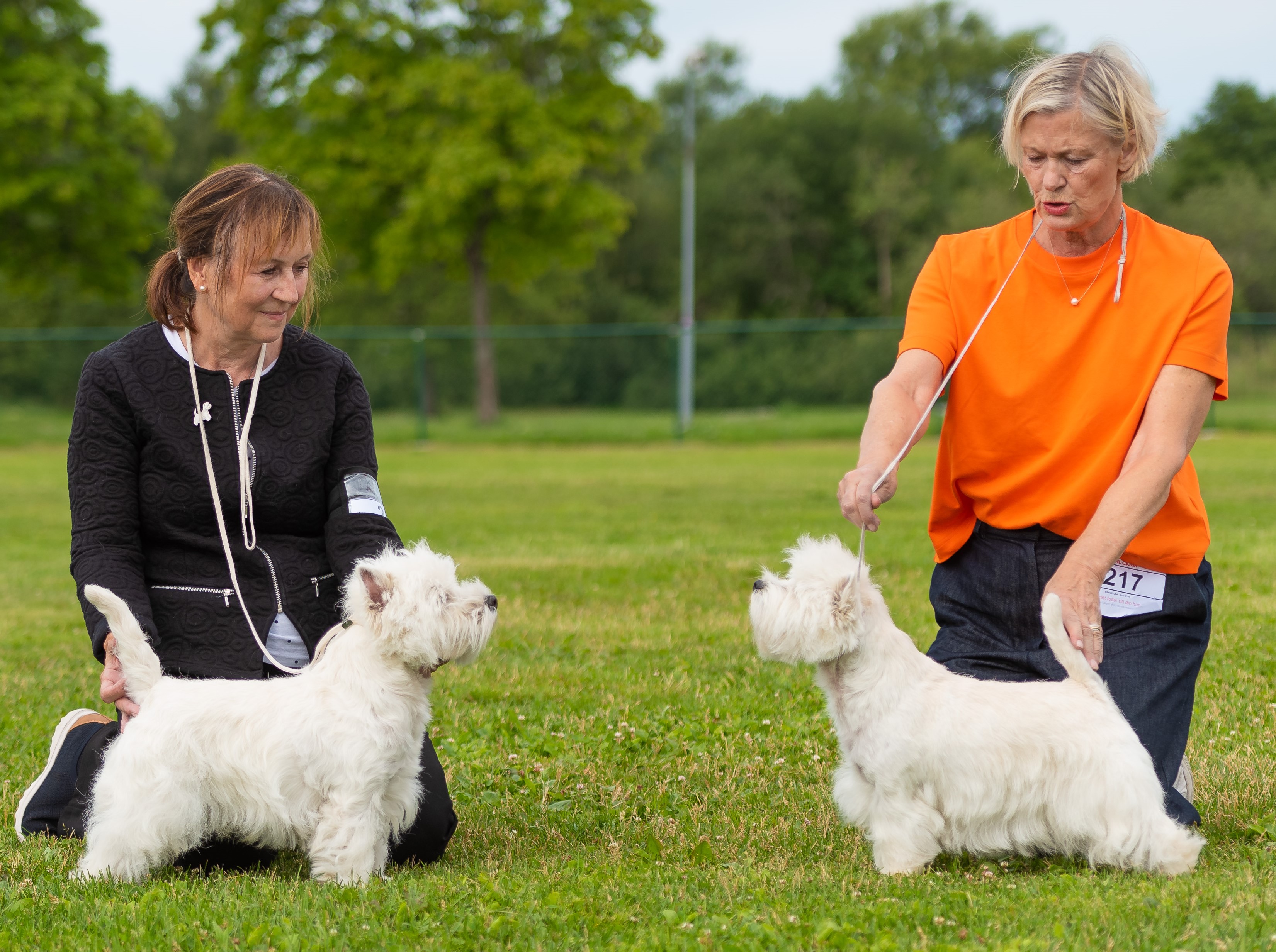 cf 64c7aab80e77c terrierklubben vilsta 15 juli 2023 07 2023 00151