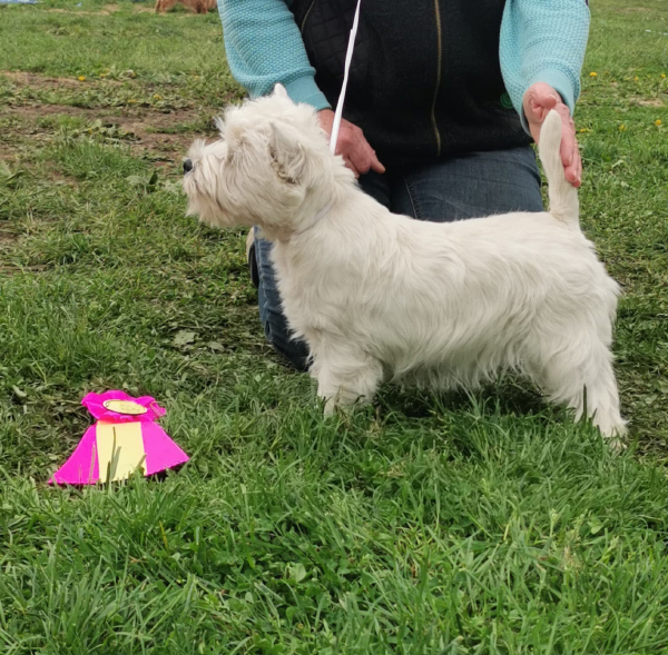 river ness penny lane