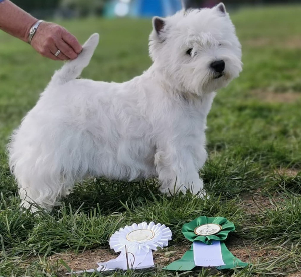 river ness penny lane