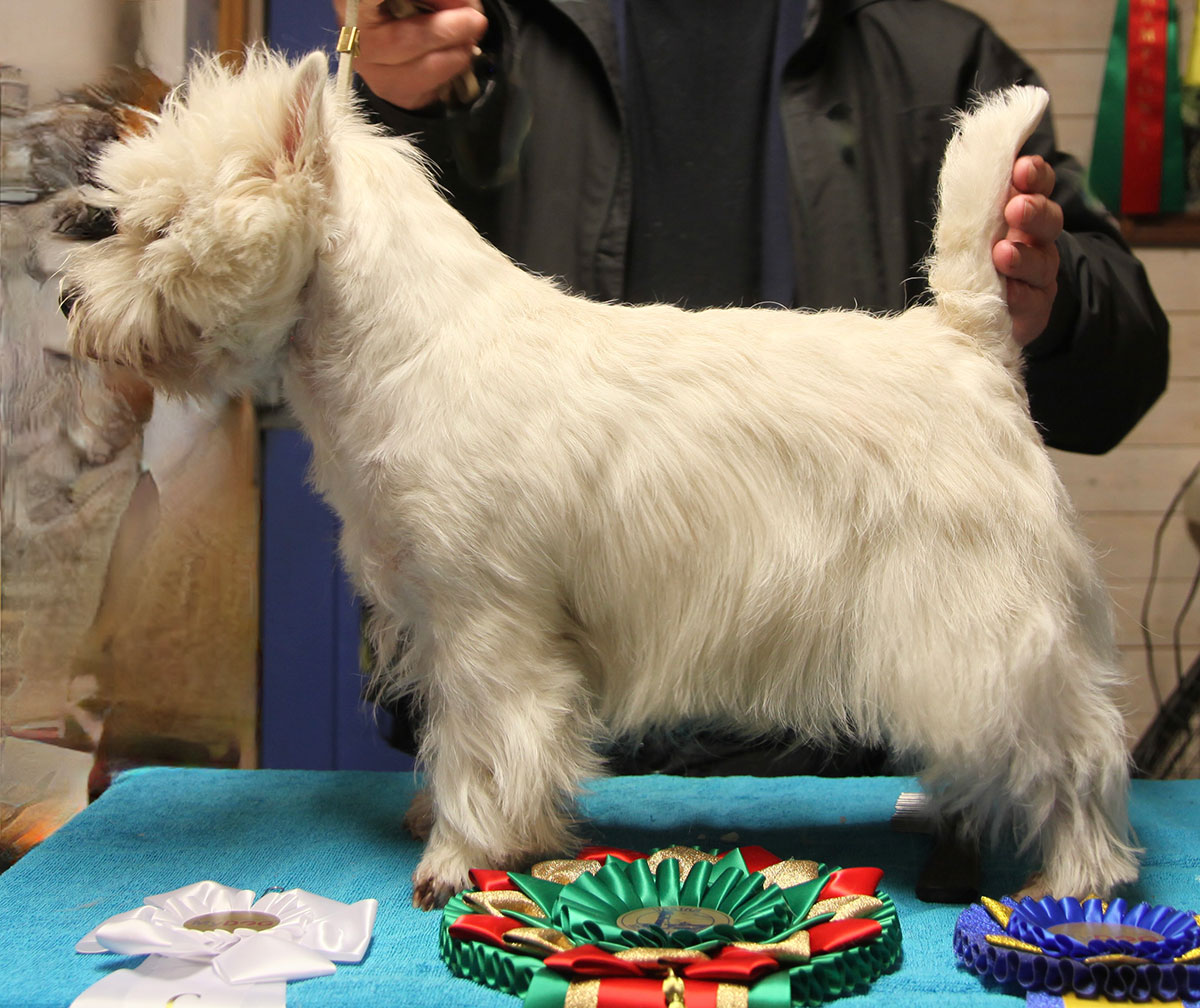 Superior white New Kid