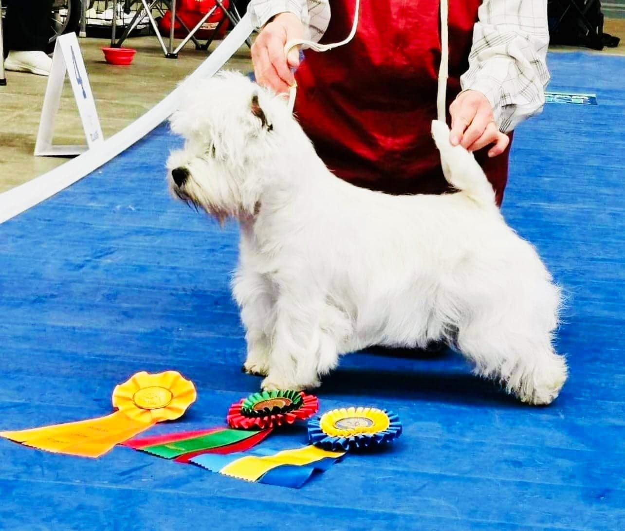 Smash Cool Jazz inomhus