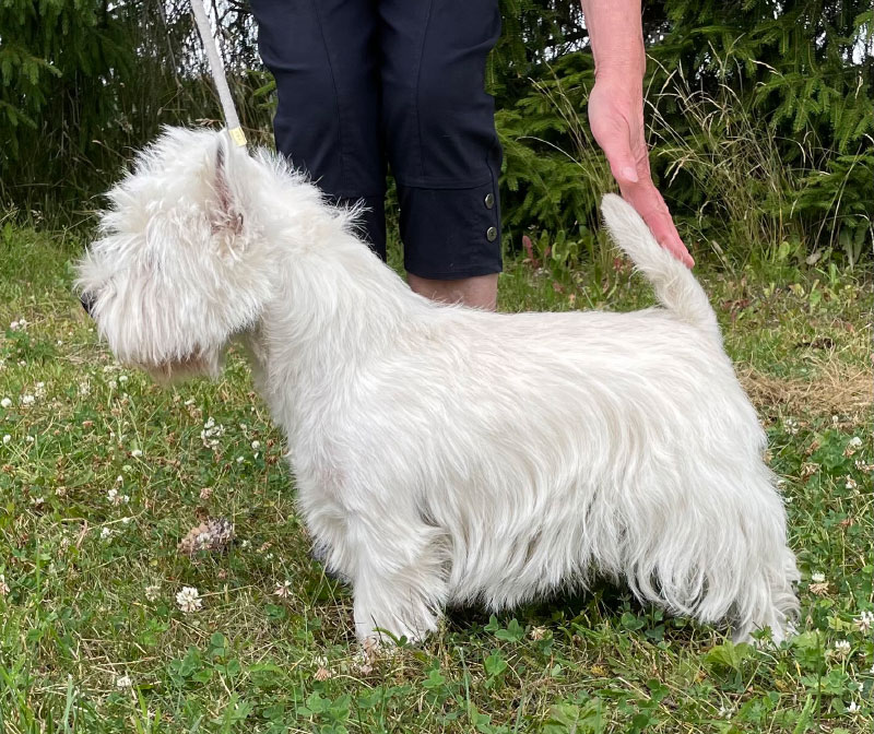 Superior White Joco Alba