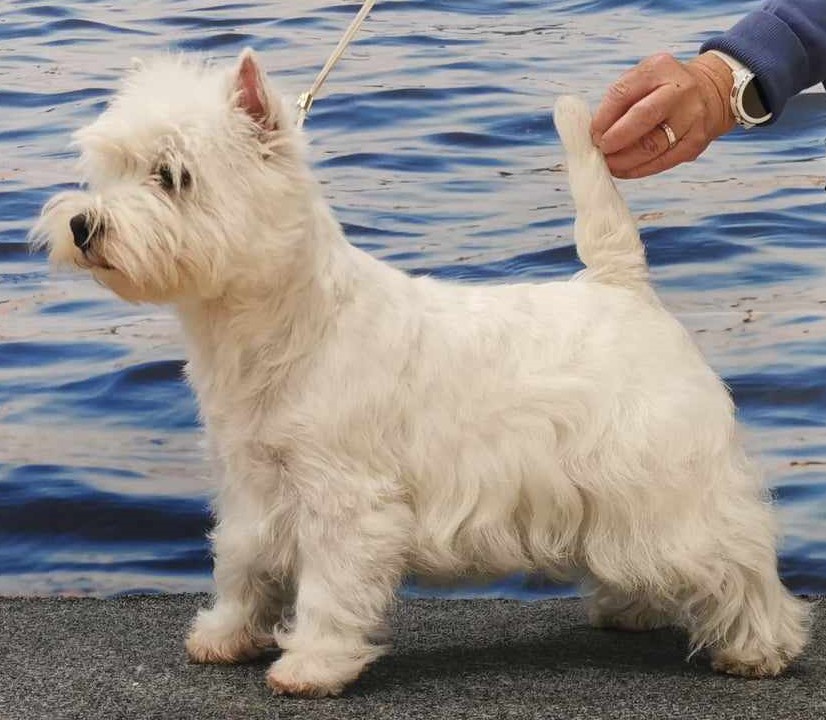 cf 656900798a7aa bianca fi uch