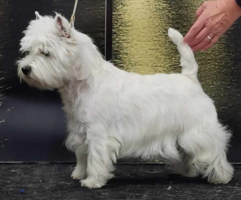 cf 6569055beac2b 1. asti cert cacib bir