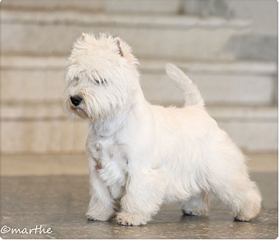 Skrmavbild 2019 06 24 kl 125758