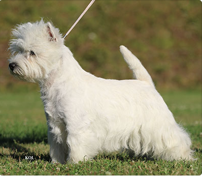 Skrmavbild 2019 06 24 kl 125810