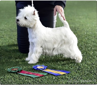 Skrmavbild 2019 06 24 kl 125856