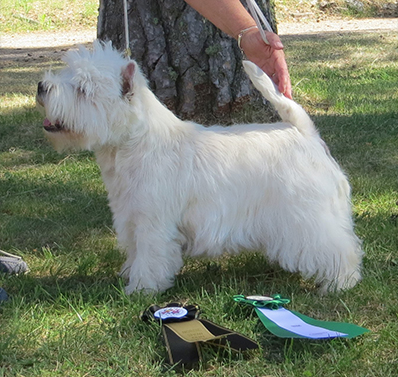 Skrmavbild 2019 06 24 kl 125935