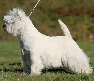 Skrmavbild 2019 06 24 kl 125957