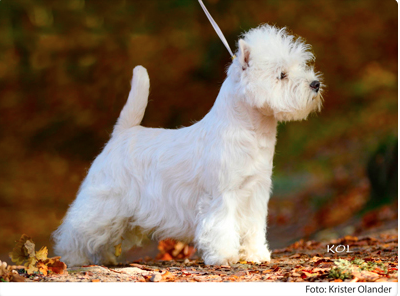 Skrmavbild 2019 06 24 kl 130018