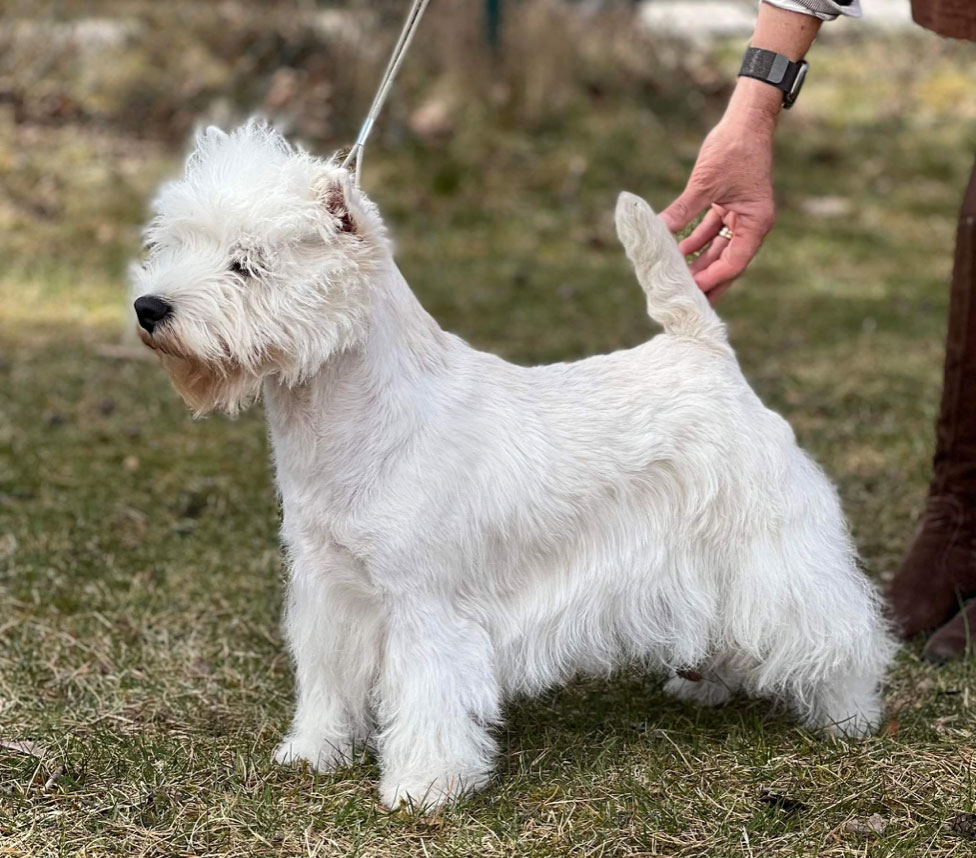 Svensk och Dansk Champion Posh Peluca 2022