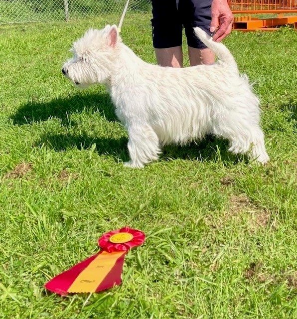 superior white kameron