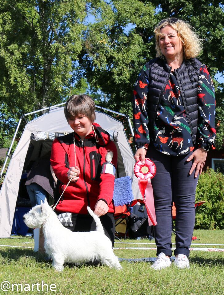 BIS Valp Tweed Turning Around