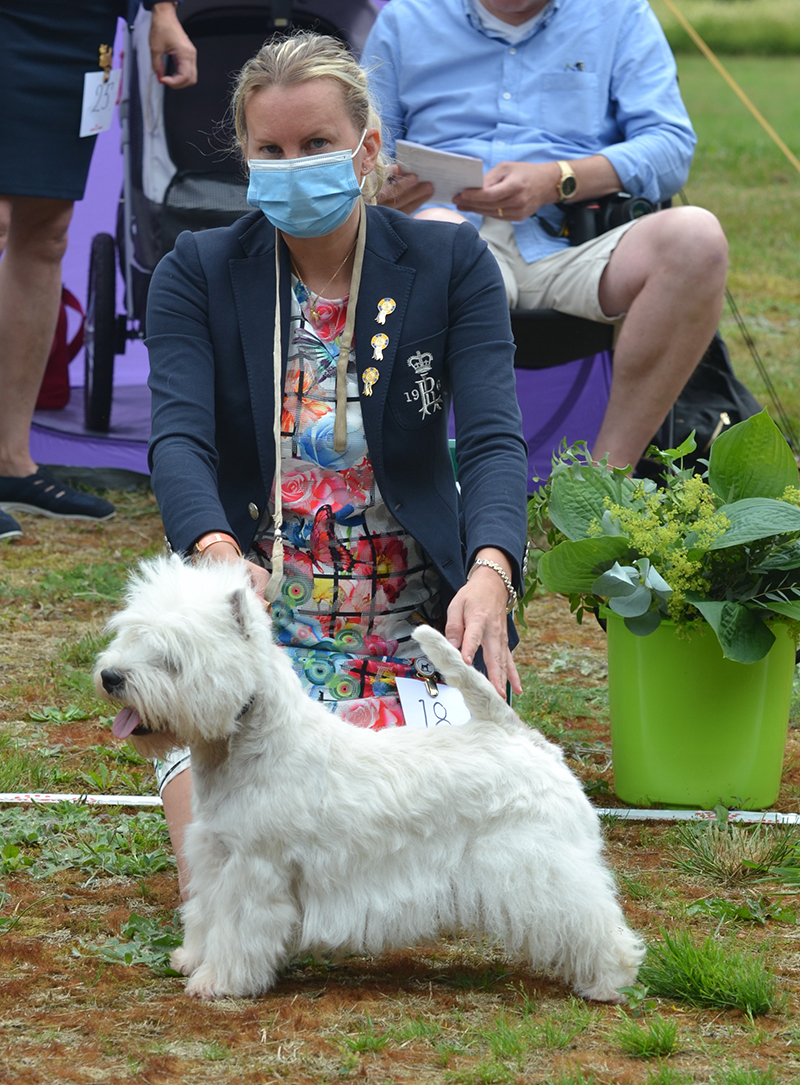 Bsta hane 4 Royal Attitude Vom Deipen Brook