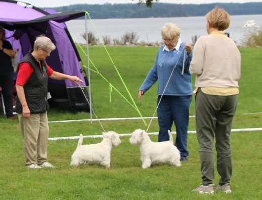 bim jun 9 bis jun 20 tv pa bilden