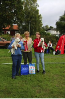 Best in Show Valp 4 6 mn