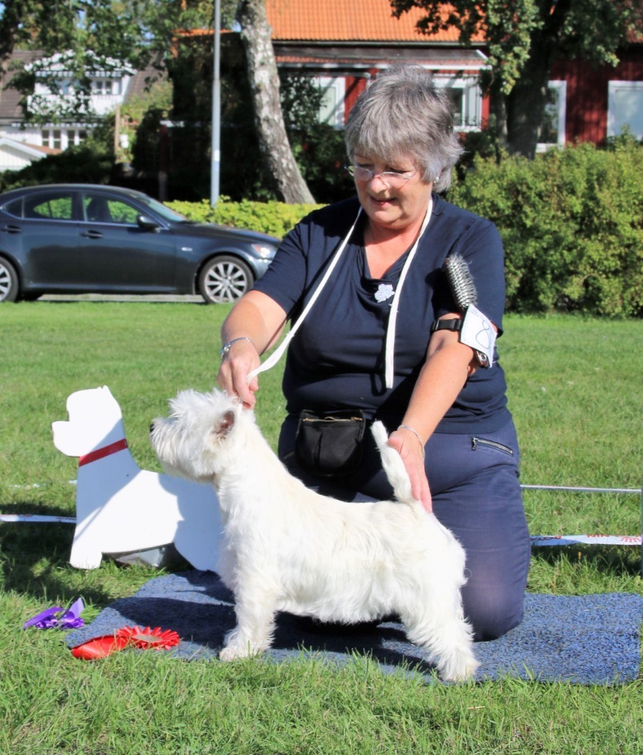 stWestie 2018 09 09 BIM Valp 6 9 mn Across Victorys IMG 3678 copy