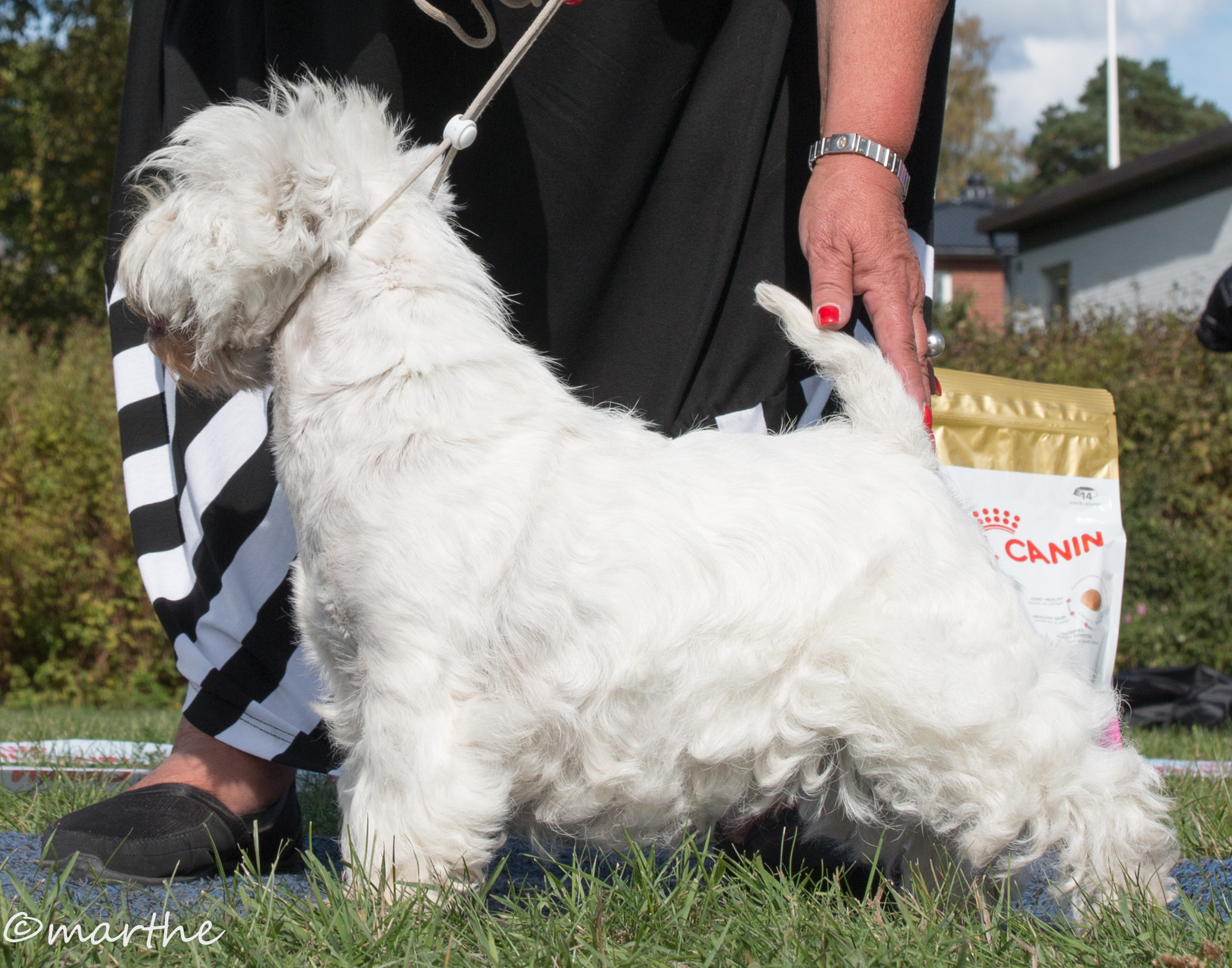 stWestie 2018 09 09 BIS Veteran Match Model Game 6021