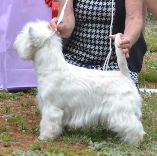 07. Unghundsklass hanar. Plac.1