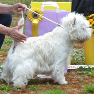 11. Oppenklass hanar. Plac.3