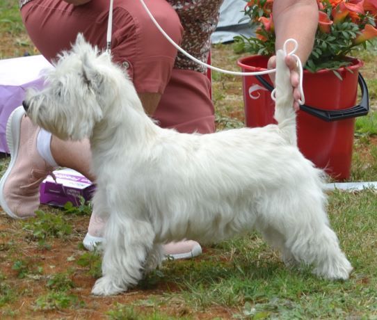 04. Valpklass 9 man hanar. Plac.1 126