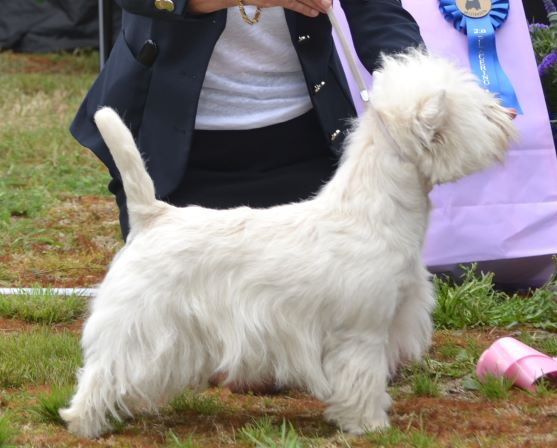 08. Unghundsklass hanar. Plac.2