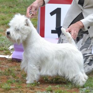 09. Oppenklass hanar. Plac.1