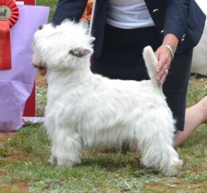 12. Championklass hanar. Plac.1