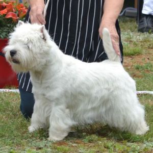 14. Veteranklass hanar. Plac.1