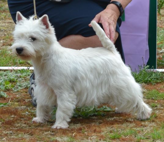 19. Juniorklass tikar. Plac.4