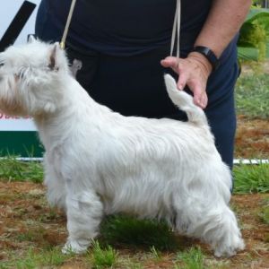 21. Unghundsklass tikar. Plac.4