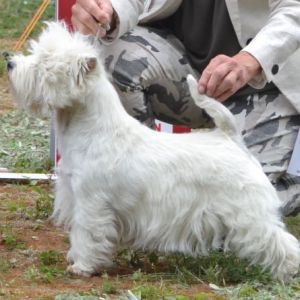 26. Championklass tikar. Plac.1