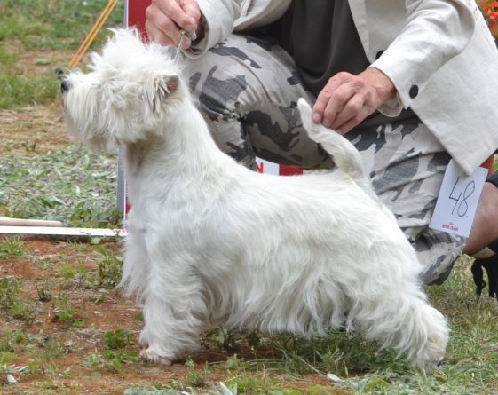 26. Championklass tikar. Plac.1