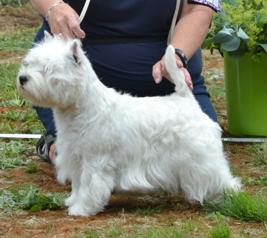 29. Championklass tikar. Plac.4