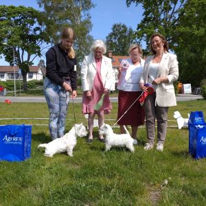 1 BiS   BiM valp 6 man 353