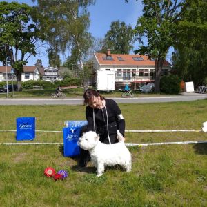 3a oppenklass hanar 351