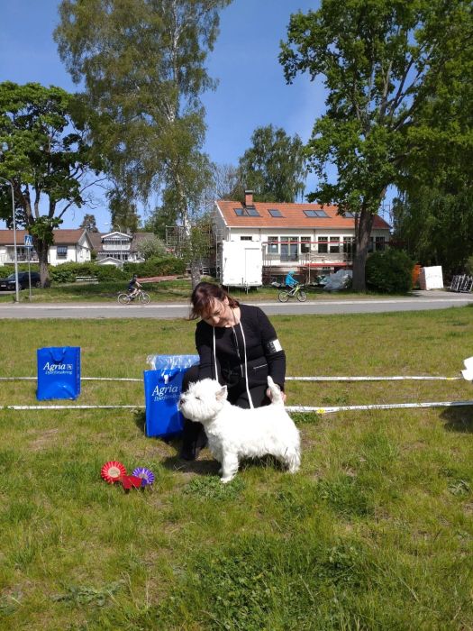 3a oppenklass hanar 351