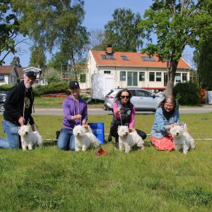 7 Basta uppfodargrupp Kennel Jazzing