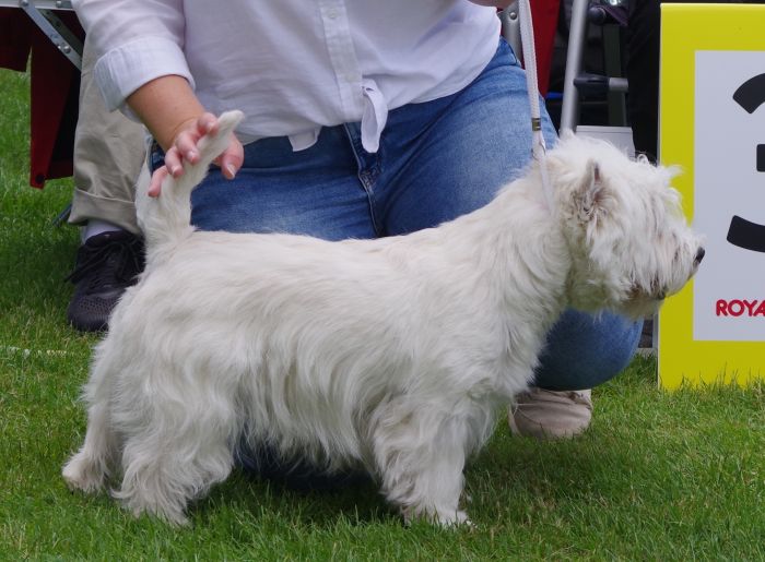 Basta hane nr.3 Inverour Celtic Exquisite