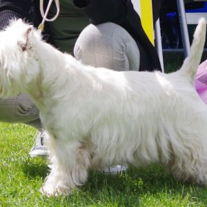 Oppenhane nr.3 Mosslidens Heartbreaker