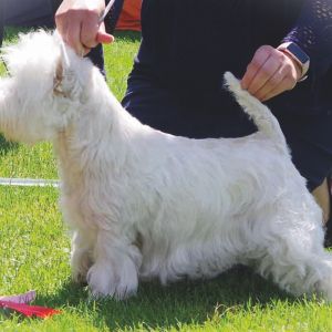 04 Championklass Tikar SE UCH NO UCH FIN UCH DK UCH Tweed Trouble Loves Me