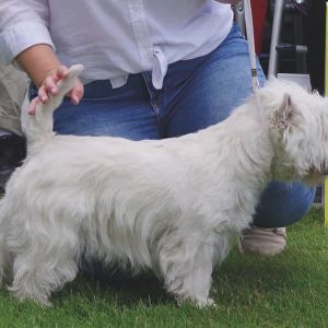 05 OppenHaneInverour Celtic Exquisite