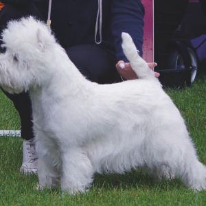 07 Oppen klass Tik Werweise s Odd Molly