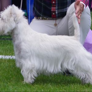 Ungtik nr.2 Josefssons Rut