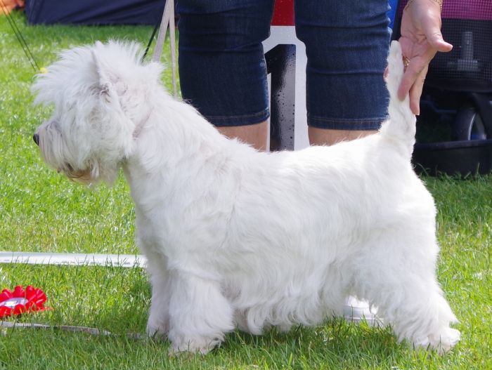 Veterantikar nr.1 Rieskant s Kiss Me Quick