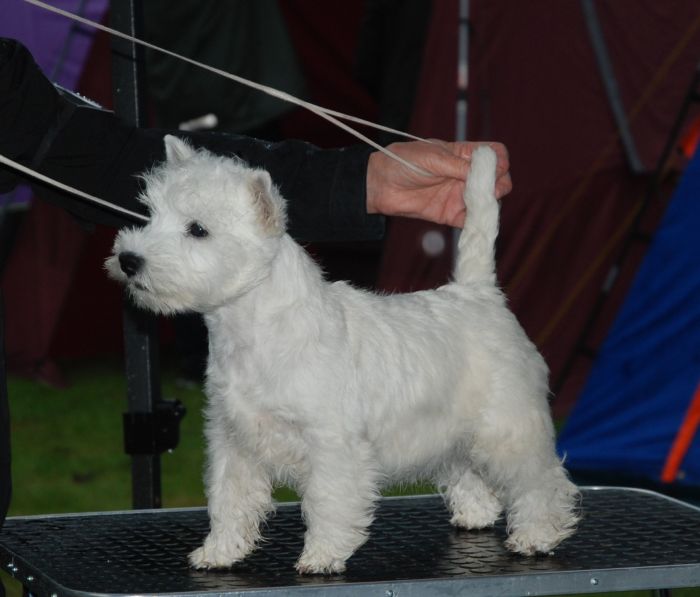 Basta tikvalp 6 red 503