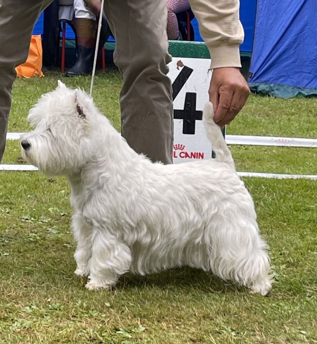 Championklass tikar 518