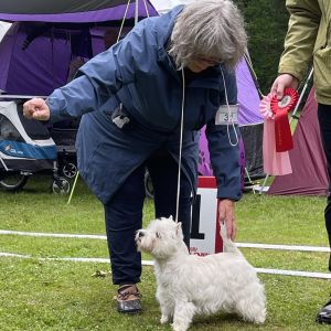 Juniorklass tikar 526